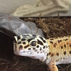 Meet your Posher, Jolene